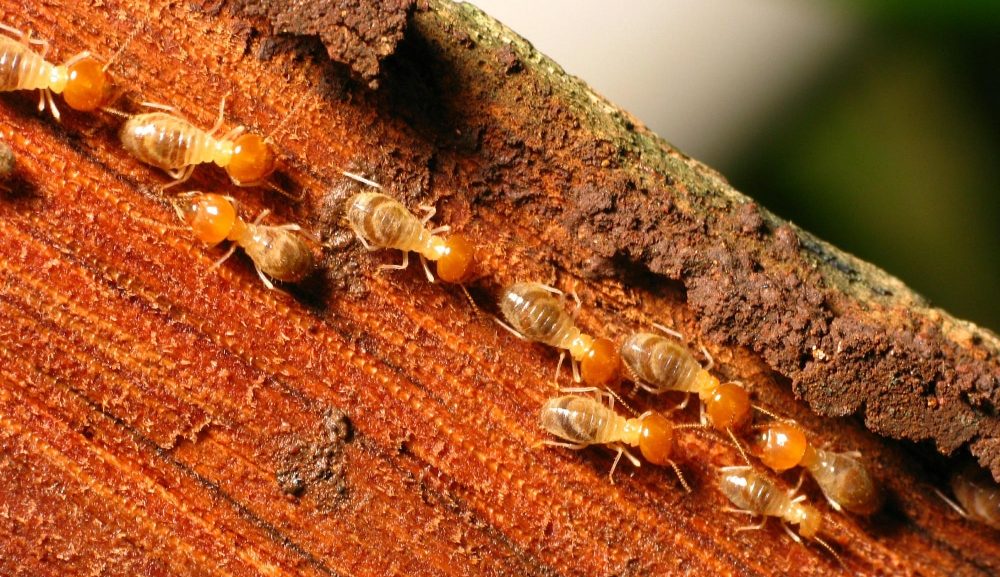 drywood termite control